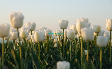 如何用Nginx规则来增强wordpress安全性