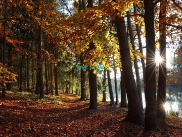 关于部分AMD R5机器chrome或百分浏览器下黑屏花屏问题