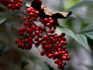 关于部分AMD R5机器chrome或百分浏览器下黑屏花屏问题