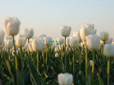 必应（Bing）：2025年，中小站长值得搞的流量机会