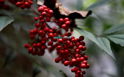 二个PHP代码实现网站的蜘蛛记录